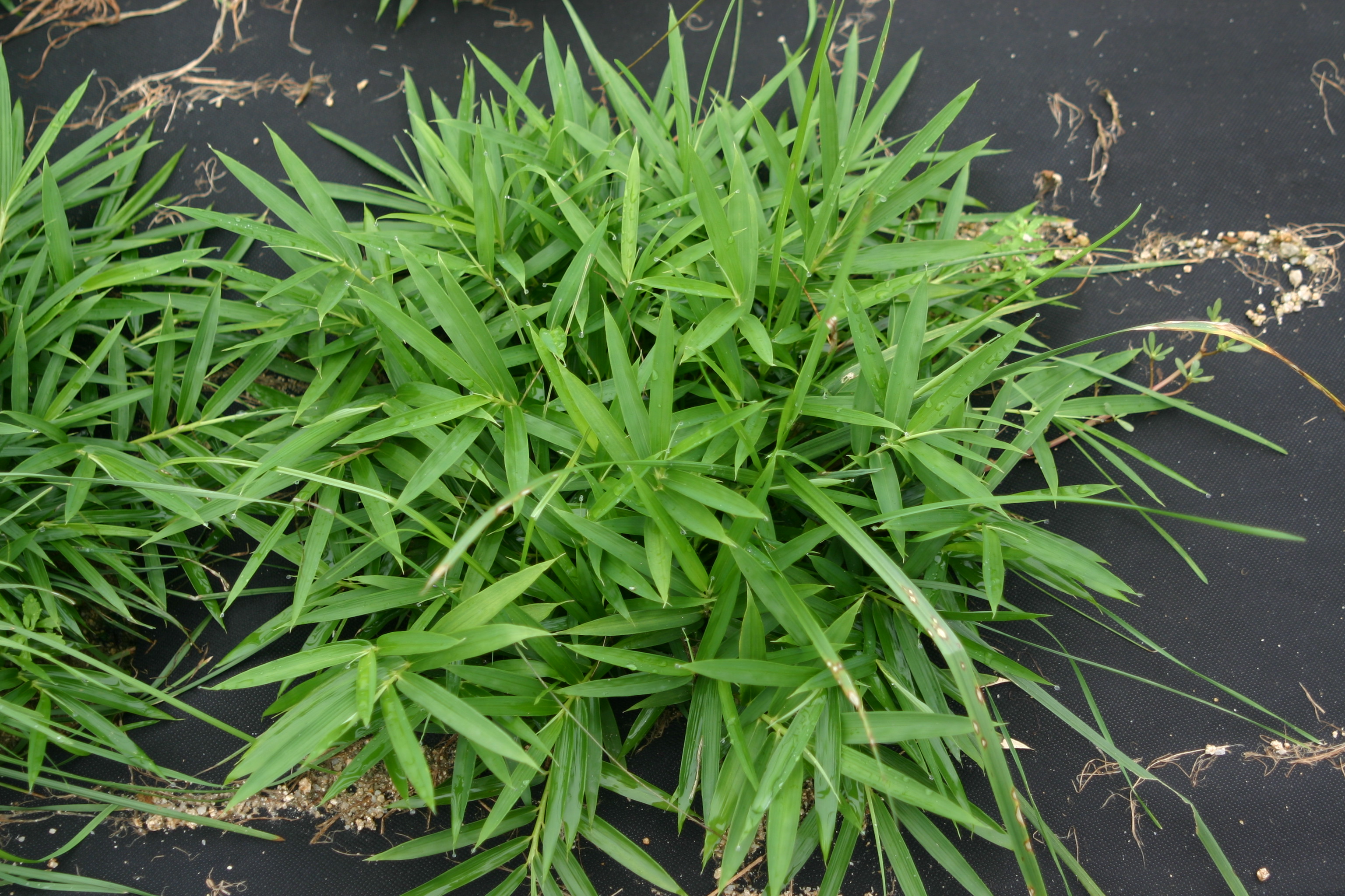 Pleioblastus pygmaeu